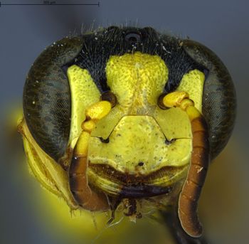 Media type: image;   Entomology 13756 Aspect: head frontal view